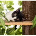 Arbres de chats avec des feuilles