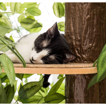 Yaprakları olan kedi ağaçları