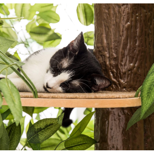 Alberi di gatto con foglie