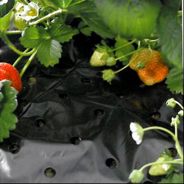 Agricultural silver black mulch film with holes punch