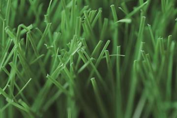 MT-Venus Residential Artificial Grass