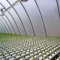 Agricultural Flat Idroponic Commercial Hydroponics