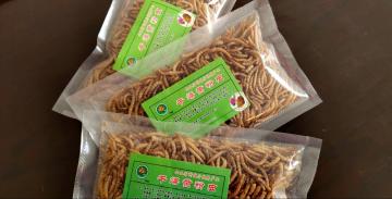 pets feed of mealworms