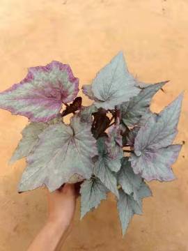 begonia with lower price