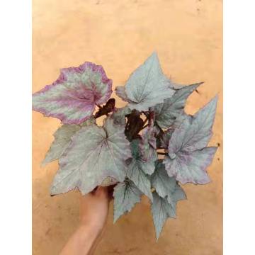 begonia with lower price