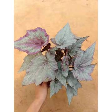 Begonia với giá thấp hơn