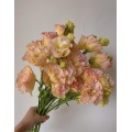 প্রিমিয়াম শ্যাম্পেন Lisianthus তাজা কাট ফুল 75cm দৈর্ঘ্য