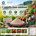 Coniothyrium minitans مسحوق ميكروبي لإدارة التصلب
