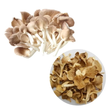 Cultivate Your Own Premium Pleurotus Ostreatus Spaw Mushroom