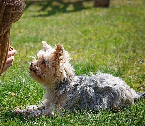 How to Train Your Dog to Avoid Random Defecation and Urination in the House?