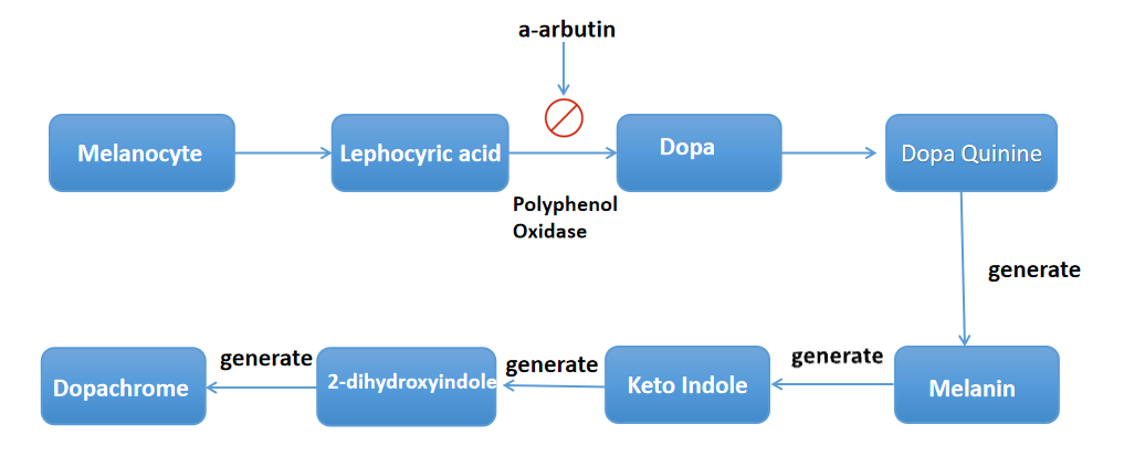 Alpha Arbutin Powder3