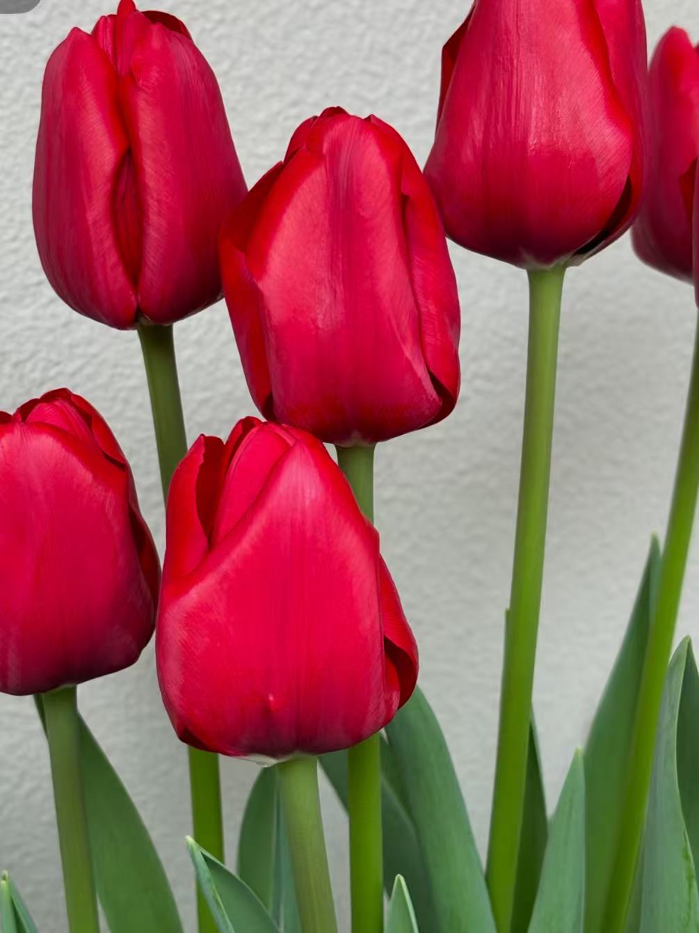 Fresh cut Banner Red Tulip1