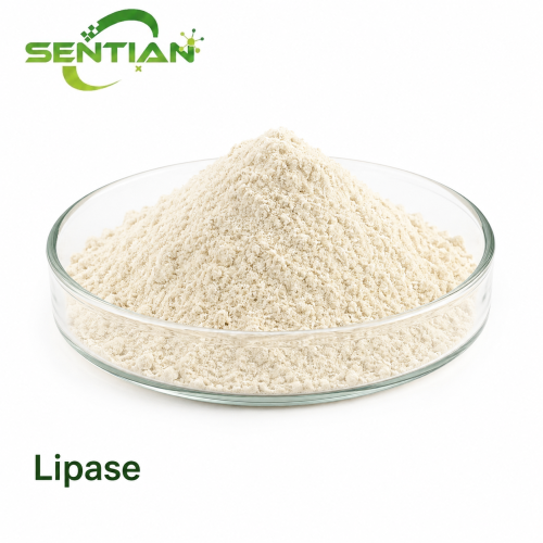 Lipase Enzyme for Fat Hydrolysis & Food Processing