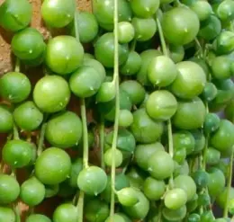 50pcs a set Senecio rowleyanus seed