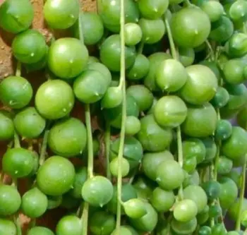 50pcs a set Senecio rowleyanus seed