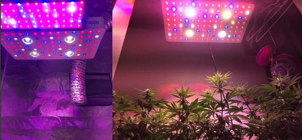 cob led grow light