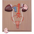 Horse kidneys and urinary system