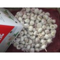 Buy Best Quality Fresh Garlic