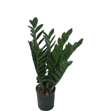 Zamioculcas Zamiifolia 210# Nhà máy