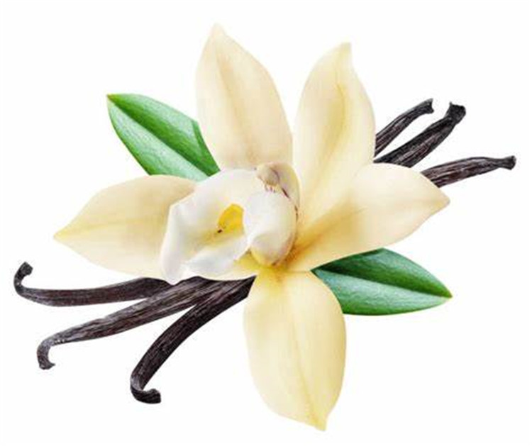 Pure Natural Vanilla Essential Oil