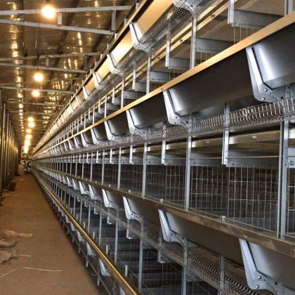 chicken cage system for chicken farm