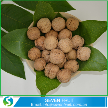 Exporters Quality Raw Walnuts In Shell For Wholesale