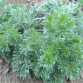 Wormwood extract contains 98% artemisinin GMP Artemisinin