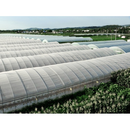 Large Span Single Unit Greenhouse