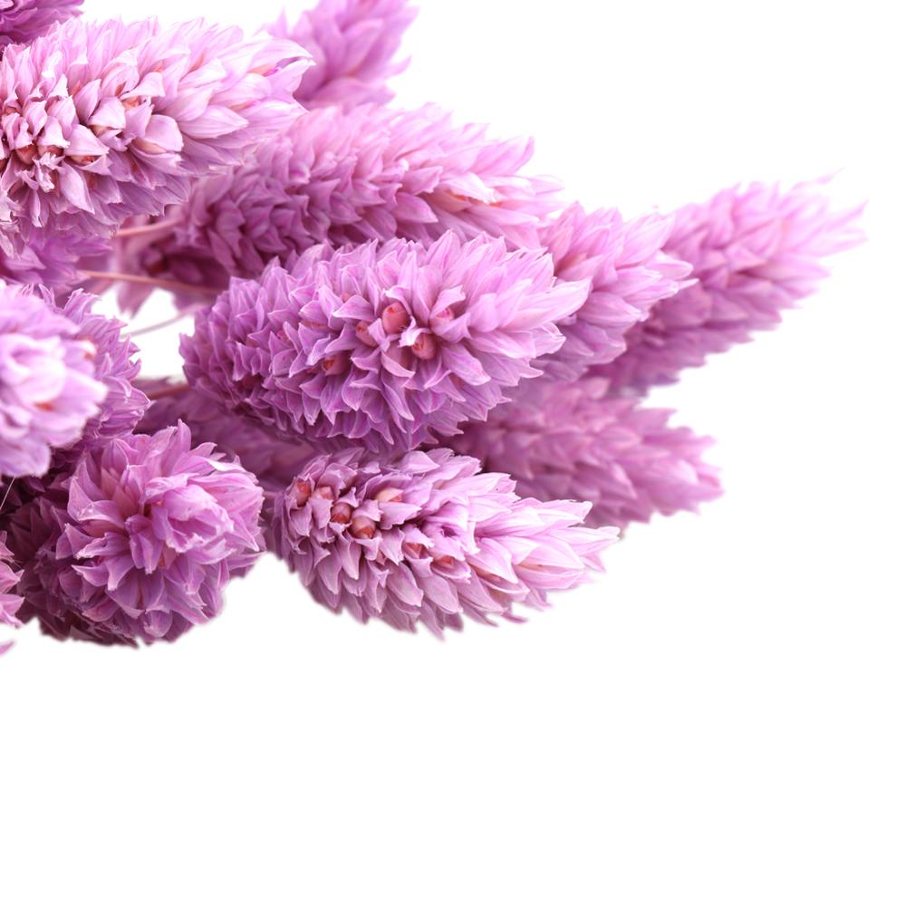 20Pcs Dried Natural Flower Bouquets Colorful Lagurus Ovatus Bouquets Uraria Picta Rabbit Tail Grass Bouquets Bunches