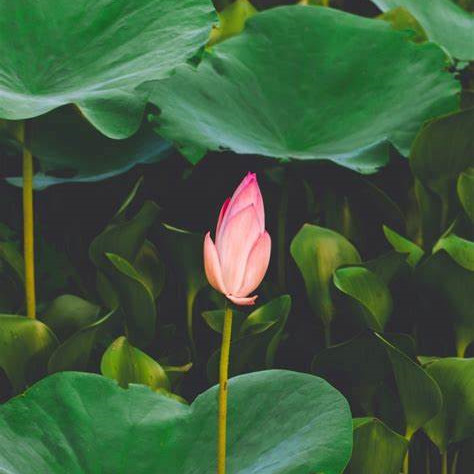 lotus