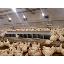 Automatic breeder nest(Poultry nesting systems)