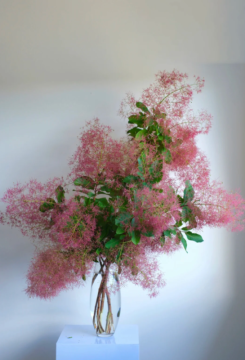 Fresh Smoke Bush Branches