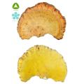 Natural 10: 1 Plant Phellinus Igniarius Extract poeder