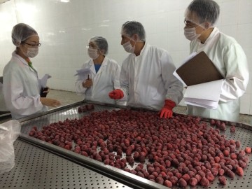 IQF frozen strawberry