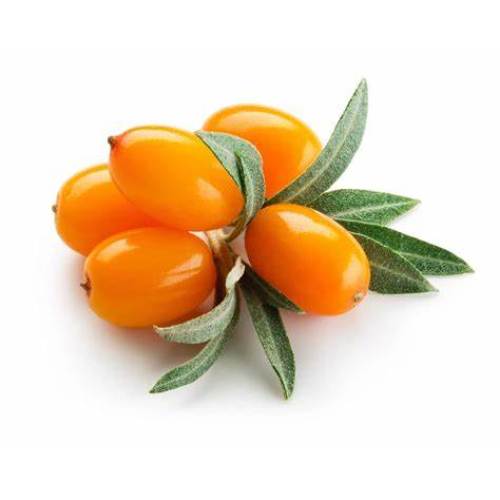 CAS 480-19-3 Sea Buckthorn Extract 99% Isorhamnetin