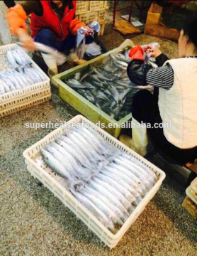 Wholesale Frozen Whole Round Spanish Mackerel Fish