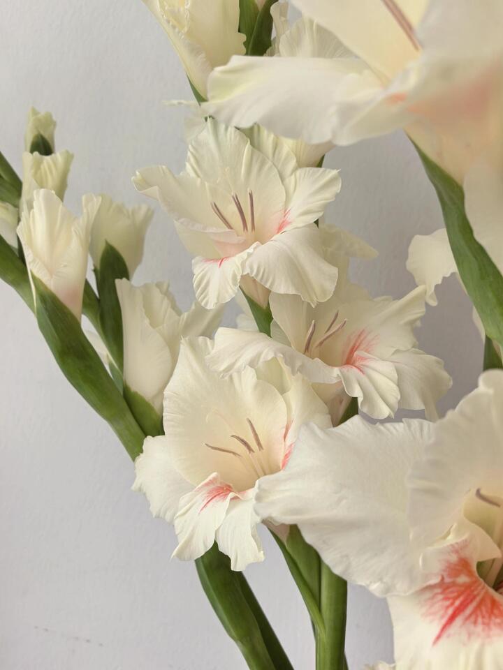 Ajax Gladiolus