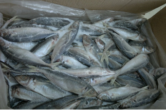 Fresh Seafood Frozen Atlantic Mackerel fish