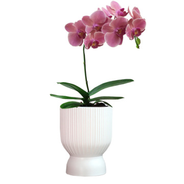Ceramic and Porcelain Planters in Bulk