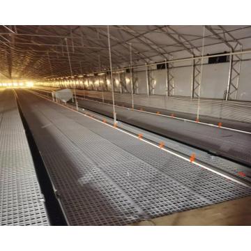 Efficient chain feeding system for hens