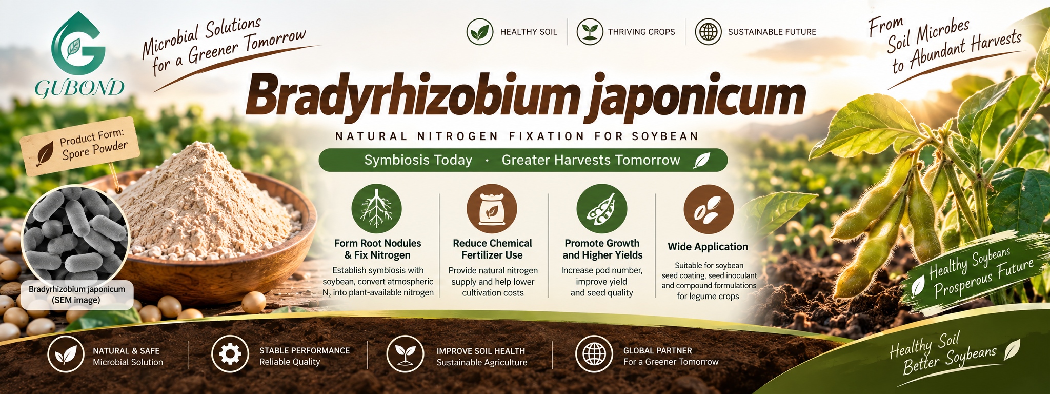 Bradyrhizobium japonicum