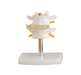 Medical Lumbar Set(2 pcs) Model