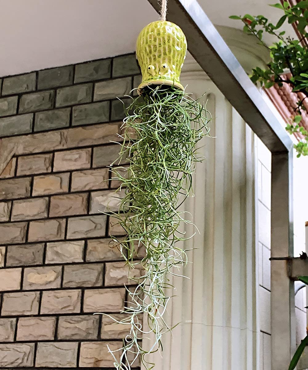 Linda maceta de pared de colgilla de planta de aire de pulpo