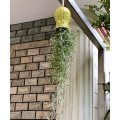 Cute Octopus Air Plant Hanger Wall Planter