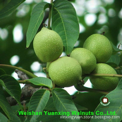 hot sale goods Walnut Kernels Light Pieces