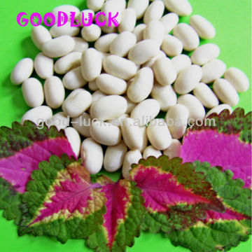 Japanese White Kidney Beans,2012Crop