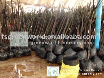 Prunus Cerasifera for Turkey