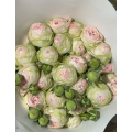 بيبي الحرباء رذاذ الورد