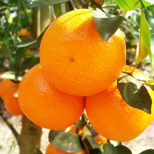 Mandarina fresca / Cítricos / naranja azucarada