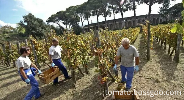 Italy tomato paste